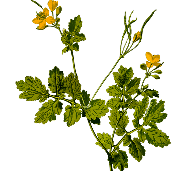 zelišče za lajšanje bolečin v testisih pri moških